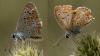 Aricia agestis